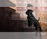 Small Photo #1 Schnauzer (Miniature) Puppy For Sale in ARCANUM, OH, USA