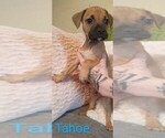 Puppy 5 Bullmastiff-Bullypit Mix
