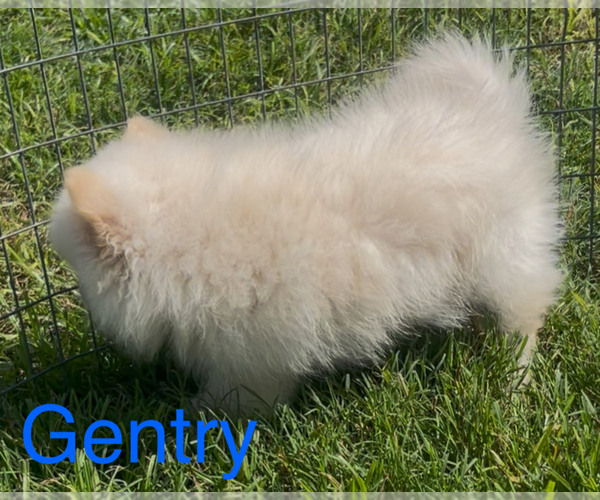 Medium Photo #3 Pomeranian Puppy For Sale in AZLE, TX, USA