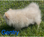 Small #2 Pomeranian