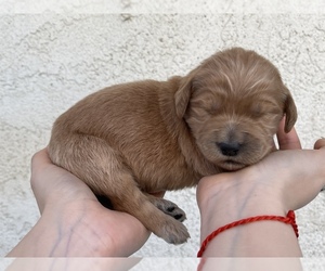 Goldendoodle Puppy for sale in GARDEN GROVE, CA, USA