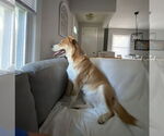 Small #2 Huskies  Mix