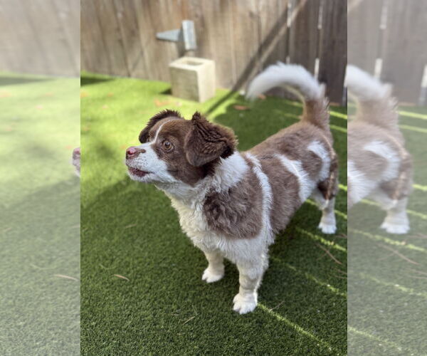 Medium Photo #4 Shih-Poo Puppy For Sale in Mission Viejo, CA, USA