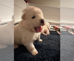 Small Photo #3 Samoyed Puppy For Sale in CARSON, CA, USA