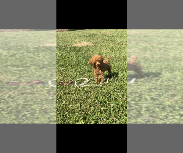Medium Photo #1 Poodle (Toy) Puppy For Sale in NILES, MI, USA