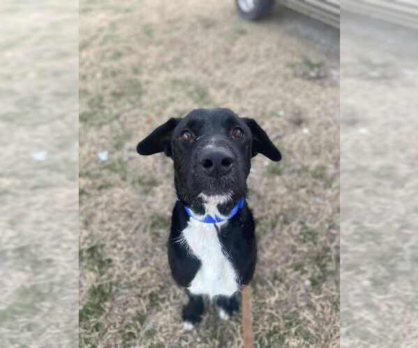 Medium Photo #2 Labrador Retriever Puppy For Sale in Evansville, IN, USA