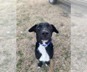 Cosmo - Male Labrador Retriever Dog for Adoption - Photo #2