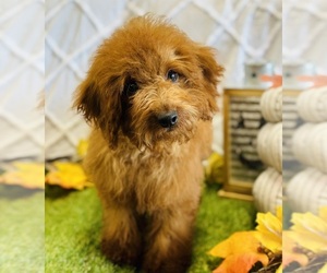 Goldendoodle-Poodle (Toy) Mix Puppy for sale in CINCINNATI, OH, USA