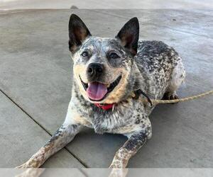 Medium Mutt