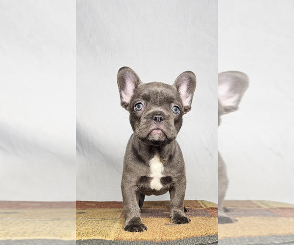 Medium Photo #3 French Bulldog Puppy For Sale in PHOENIX, AZ, USA