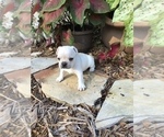 Small Photo #2 French Bulldog Puppy For Sale in AVON PARK, FL, USA