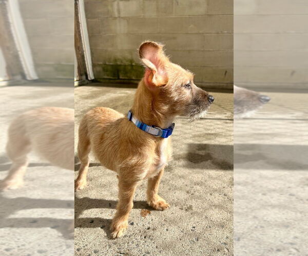 Medium Photo #2 Mutt Puppy For Sale in Gloversville, NY, USA