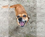 Small #2 Puggle