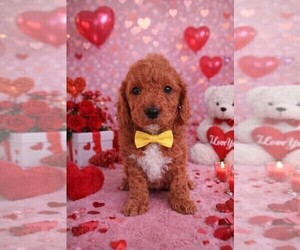 Medium Goldendoodle (Miniature)