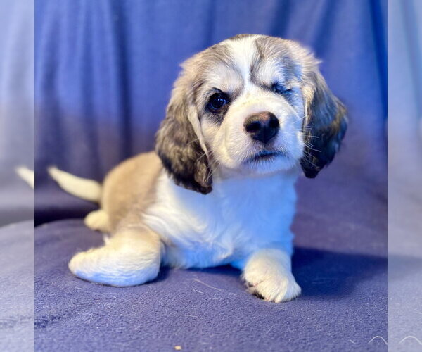 Medium Photo #1 Beagle-Great Pyrenees Mix Puppy For Sale in Brooklyn Center, MN, USA