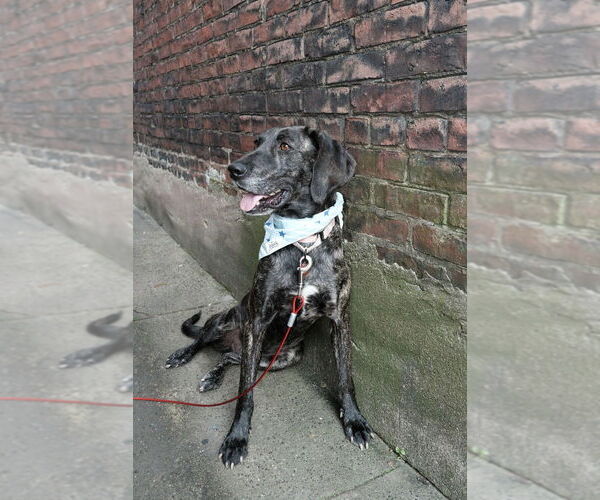 Medium Photo #3 Plott Hound Puppy For Sale in Springdale, PA, USA