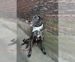 Small #2 Plott Hound