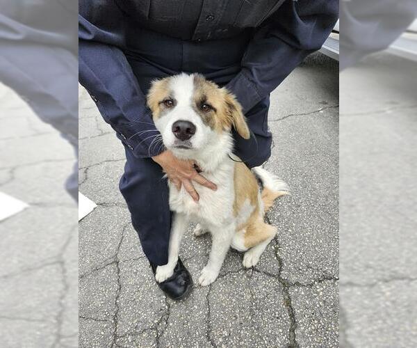 Medium Photo #1 Australian Shepherd-Unknown Mix Puppy For Sale in San Antonio, TX, USA