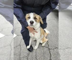Australian Shepherd-Unknown Mix Dogs for adoption in San Antonio, TX, USA