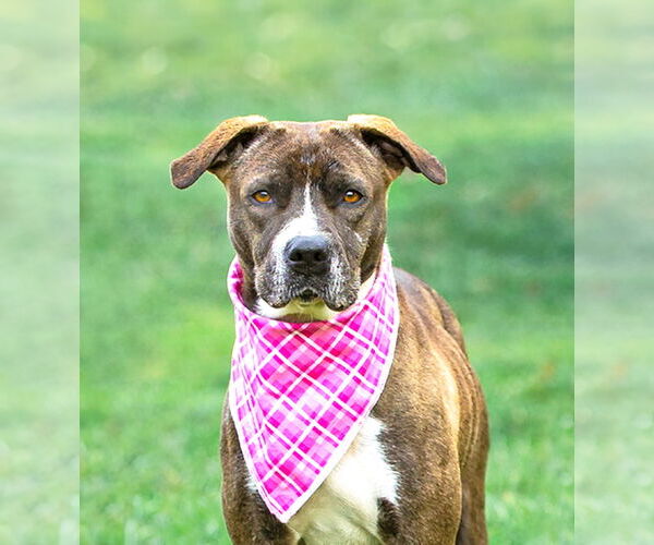 Medium Photo #3 Mutt Puppy For Sale in Unionville, PA, USA