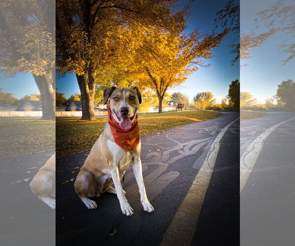 Medium Photo #5 Mutt Puppy For Sale in Sandy, UT, USA