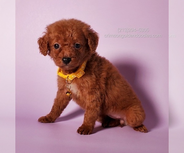 Medium Photo #1 Goldendoodle (Miniature) Puppy For Sale in BREA, CA, USA