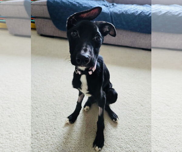 Medium Photo #3 Border Collie-Unknown Mix Puppy For Sale in Princeton, MN, USA