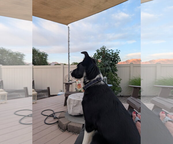 Medium Photo #3 Border Collie-Unknown Mix Puppy For Sale in Sandy, UT, USA