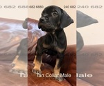 Small Photo #7 Cane Corso Puppy For Sale in LA PLATA, MD, USA