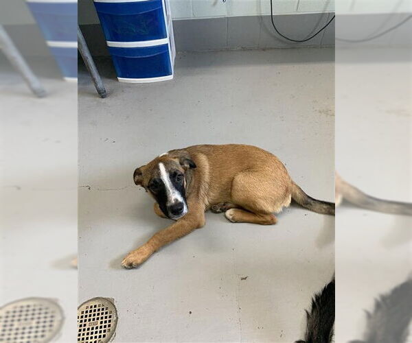 Medium Photo #1 German Shepherd Dog Puppy For Sale in Corpus Christi, TX, USA