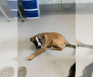 German Shepherd Dog Dogs for adoption in Corpus Christi, TX, USA