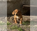 Small Photo #84 Rhodesian Ridgeback Puppy For Sale in MORONGO VALLEY, CA, USA