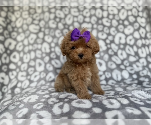 Medium Photo #2 Cockapoo (Miniature) Puppy For Sale in LAKELAND, FL, USA