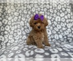 Small #1 Cockapoo (Miniature)