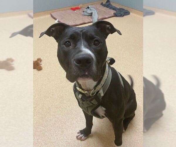 Medium Photo #1 American Pit Bull Terrier-Unknown Mix Puppy For Sale in Virginia Beach, VA, USA
