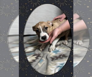 Mutt Dogs for adoption in Aurora, IN, USA
