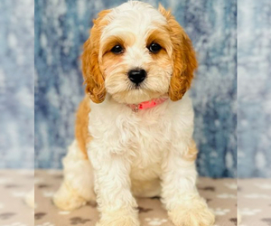Cavapoo Puppy for sale in FLEMING ISLAND, FL, USA