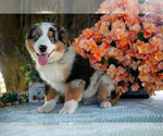 Puppy Buddy Miniature Australian Shepherd