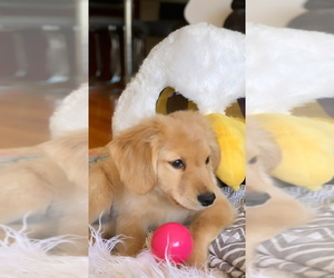 Golden Retriever Puppy for sale in JERSEY CITY, NJ, USA