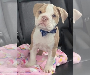 Olde English Bulldogge Puppy for sale in KNOXVILLE, TN, USA