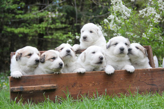 Great Pyrenees Puppy for sale in TOWNSEND, MA, USA