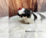 Small Photo #18 Shih Tzu Puppy For Sale in RIPLEY, MS, USA