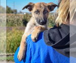 Small #4 German Shepherd Dog Mix