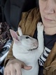 Small Photo #122 Bull Terrier Puppy For Sale in JACKSON, MI, USA