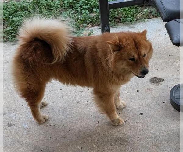Medium Photo #2 Chow Chow Puppy For Sale in San Antonio, TX, USA