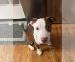 Small #7 American Pit Bull Terrier Mix