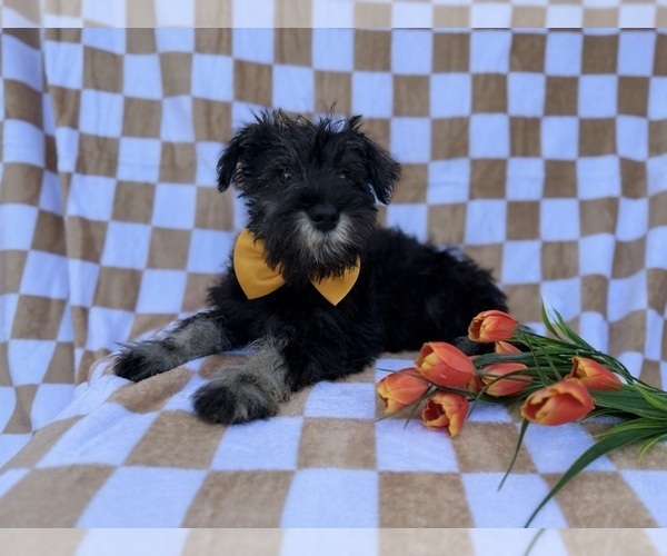 Medium Photo #3 Schnauzer (Miniature) Puppy For Sale in LAKELAND, FL, USA