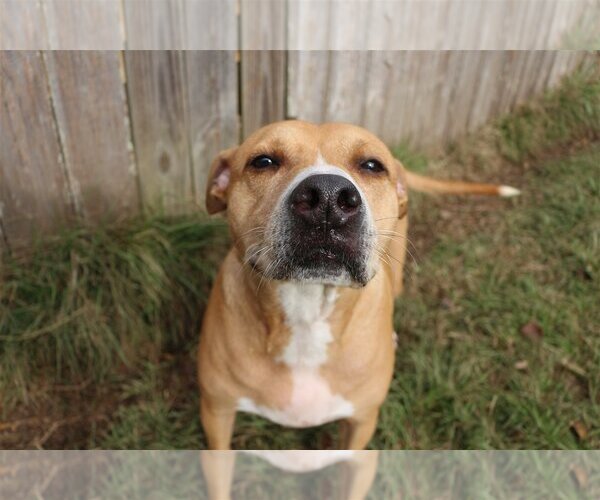 Medium Photo #1 American Pit Bull Terrier-American Staffordshire Terrier Mix Puppy For Sale in Jackson, MS, USA