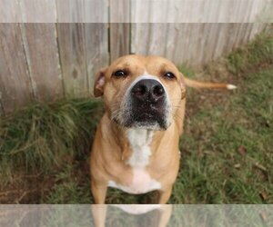 American Pit Bull Terrier-American Staffordshire Terrier Mix Dogs for adoption in Jackson, MS, USA