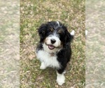 Small #1 Miniature Bernedoodle